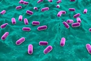 Bacteria Causes Cavities