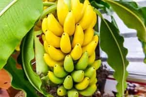 Bananas