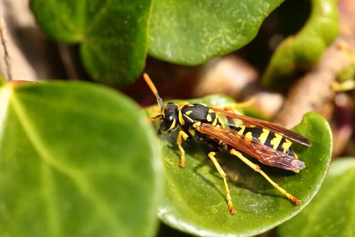 Home Remedies for Yellow Jacket Stings