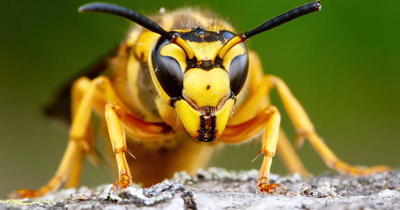 Treatment for Yellow Jacket Stings